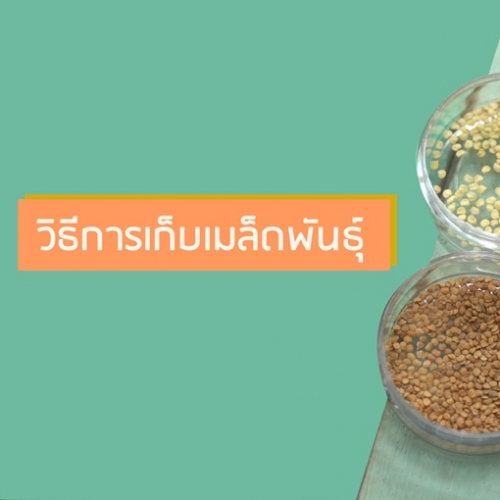 การเก็บเมล็ดพันธุ์