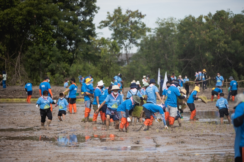 “ตามรอยพ่อฯ” ปี 8 ร่วมสืบสานการทำนาขาวัง  ภูมิปัญญาแห่งลุ่มน้ำบางปะกง แหล่งผลิตอาหารสำคัญของประเทศ จัดกิจกรรมเอามื้อสามัคคี จ.ฉะเชิงเทรา สร้างพื้นที่ต้นแบบโคก หนอง นาขาวัง แบบกสิกรรมธรรมชาติ